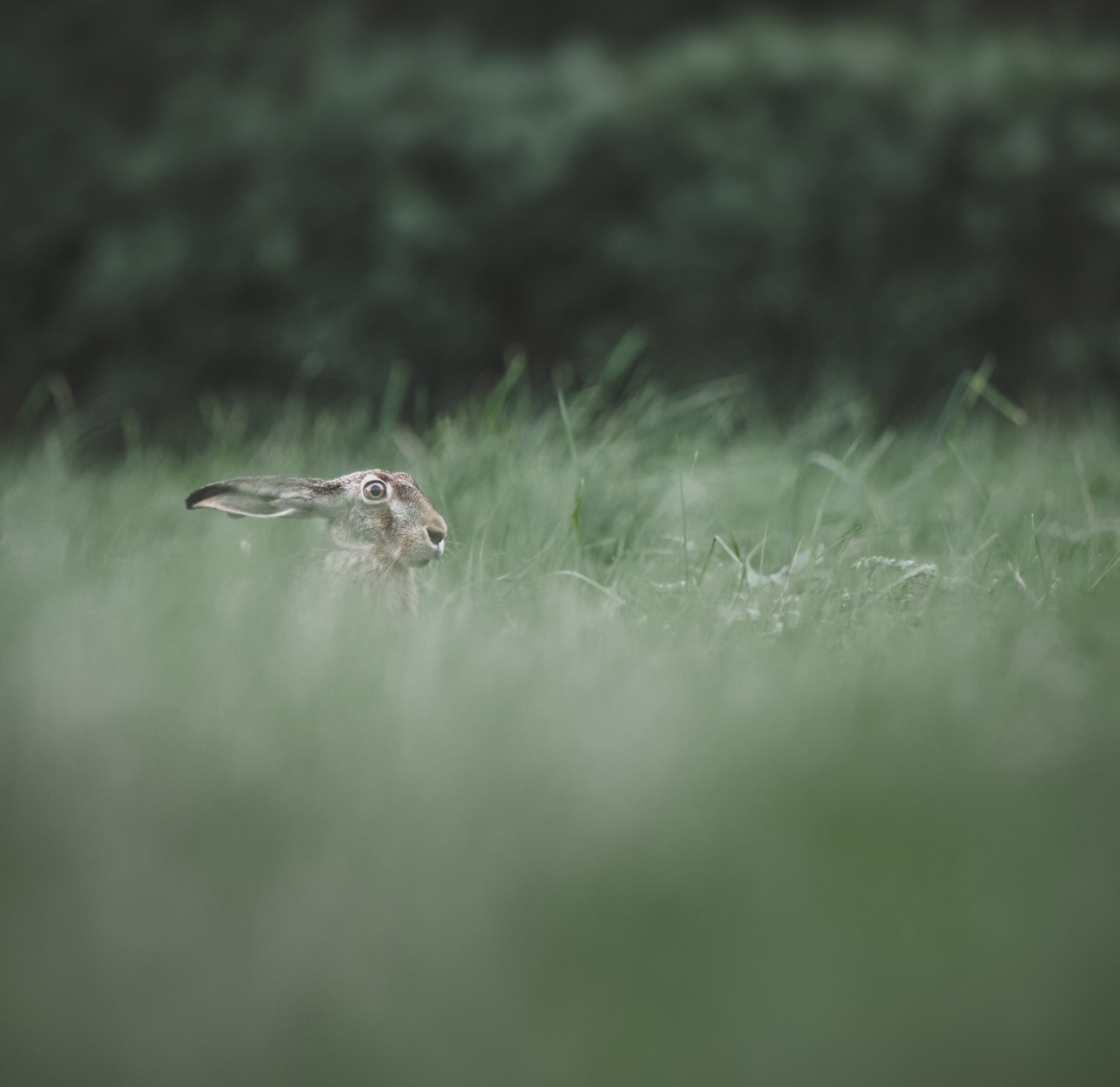 A hare looking across a green field, accompanying Humming Whale's Ocular